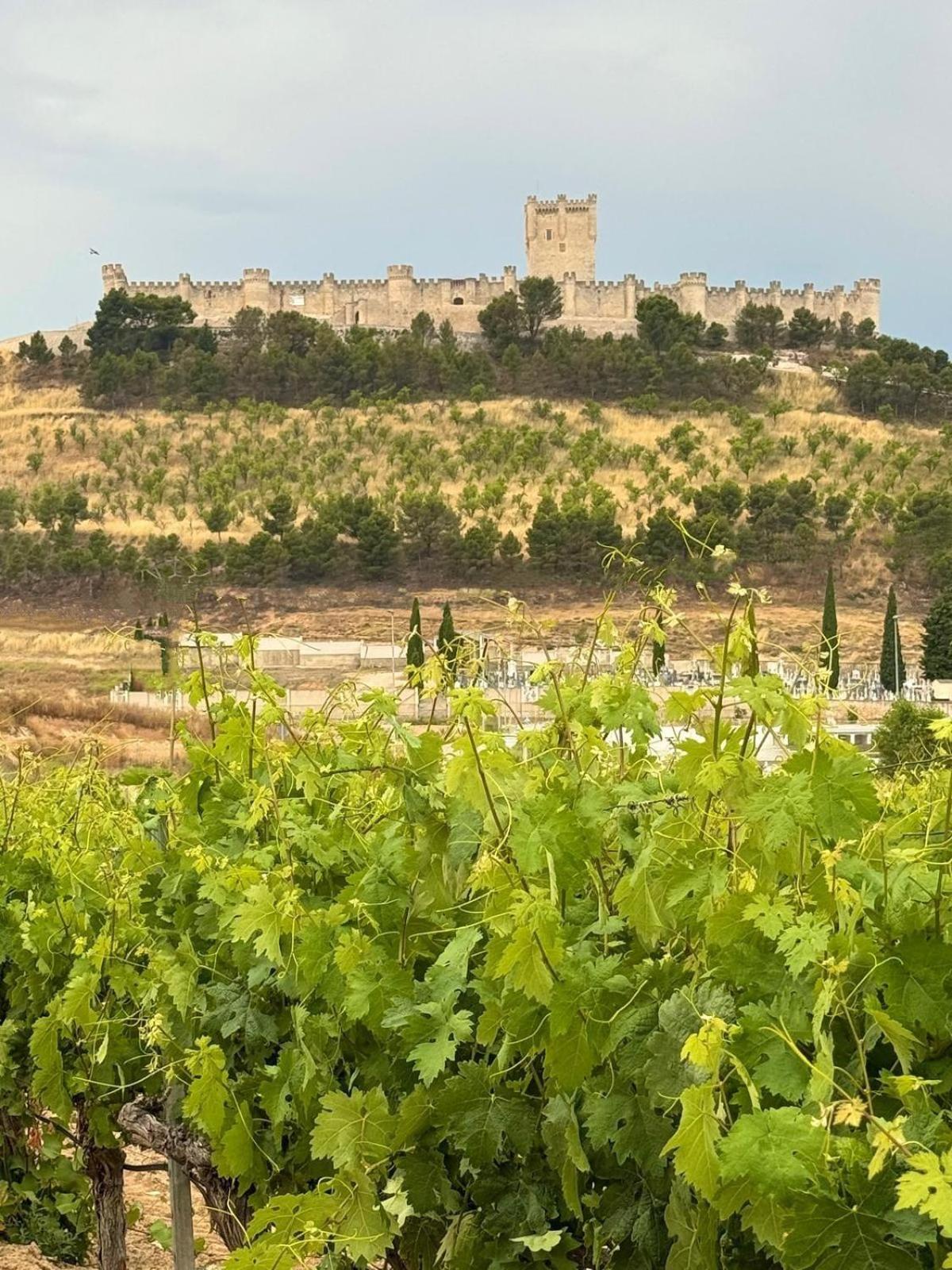Finca Entrevinedos De Bodegas Marcos Peñafiel Εξωτερικό φωτογραφία